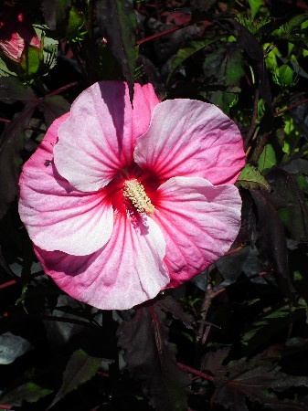 Hibiscus Carrousel®Pink Candy