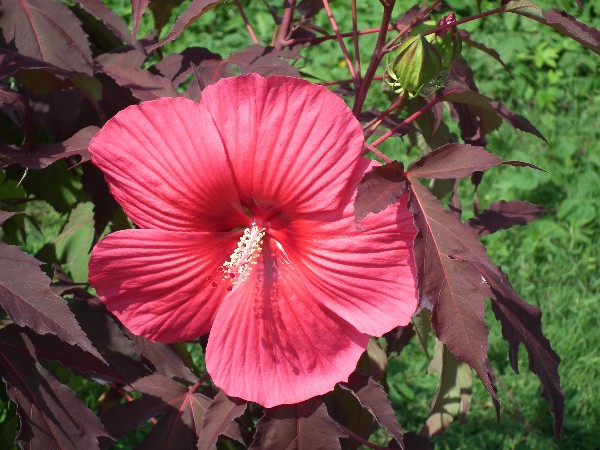 Hibiscus Carrousel®Pink Passion